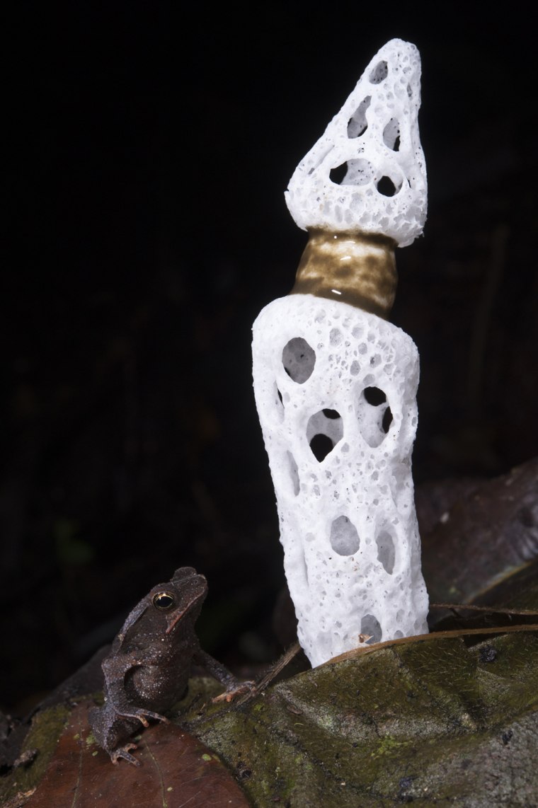 Stinkhorn Fungus &amp; South American Common Toad